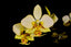 IN BUDS! Phal. stuartiana var. nobilis (Yellow Strain) VERY RARE