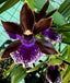 Zygopetalum Debbie De Mellow 'Honolulu Bay' (Fragrant)
