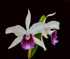 Laelia Purpurata var. roxo- violeta 'Navegantes' X Laelia Purpurata var. roxo-violeta 'Aranda Blue Label'