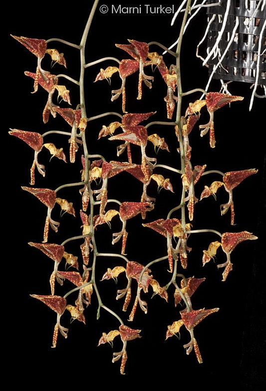 Gongora Rufescens (Fragrant Species)