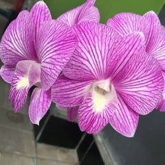 IN SPIKE! - Dendrobium Burana Stripes