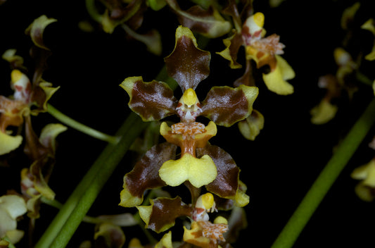 Oncidium Pardothyrsus Species From Peru