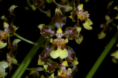 Oncidium Pardothyrsus Species From Peru