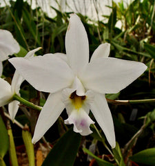 Laelia anceps 'White Marble' X L. anceps f. petaloid 'Jody'