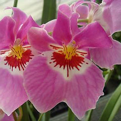 Miltoniopsis Woody Carlson Enduring Ardor