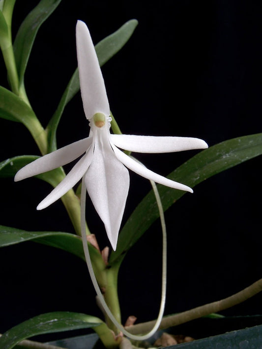 Jumellea comorensis (Easy to Grow Species)