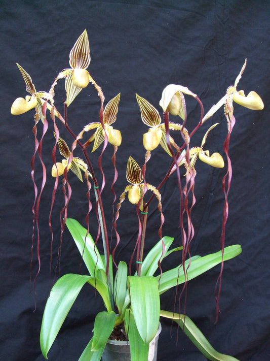 Paph. Michael Koopowitz 'Zephyrus Best' x lowii var. album 'Goldrush' (Multifloral Slipper Orchid)
