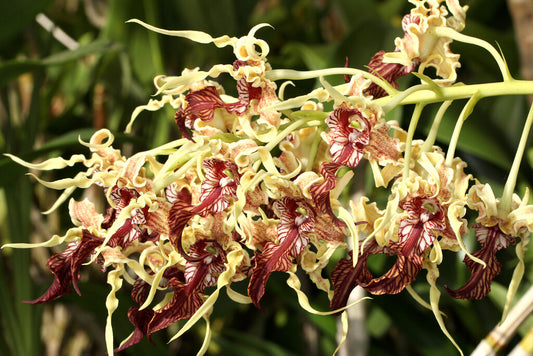 Den. Spectabile 'Bizarre' HCC/AOC X Den. Spectabile 'Taiwan'