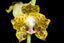 TOP Phalaenopsis Hygrochila ( Fragrant )