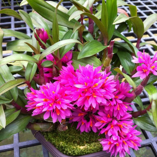 Dendrobium Bracteosum