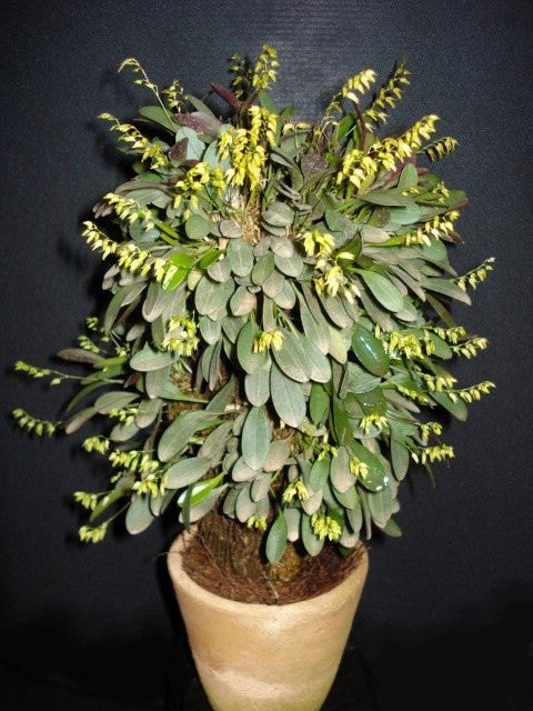 Pleurothallis (Specklinia) Grobyi