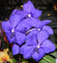 Vanda Tokyo Blue (V. Chindavat × coerulea) (FLOWERING SIZE)