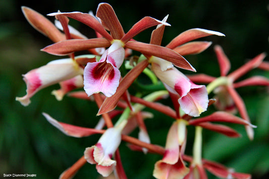 Variegated Phaius Australis Species
