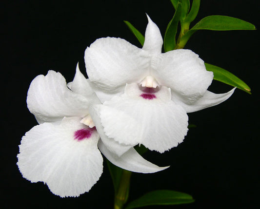 Dendrobium parthenium (Species from Borneo)