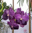 Vanda Kru Chom 'Dark Kinght' (IN SPIKE NOW)