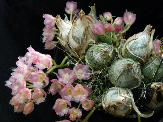 Clowesia Jumbo Grace (Fragrant Variety)