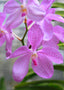 Vanda Coerulea Pink
