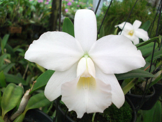 Laelia Pumila Alba (Fragrant Miniature from Brazil)