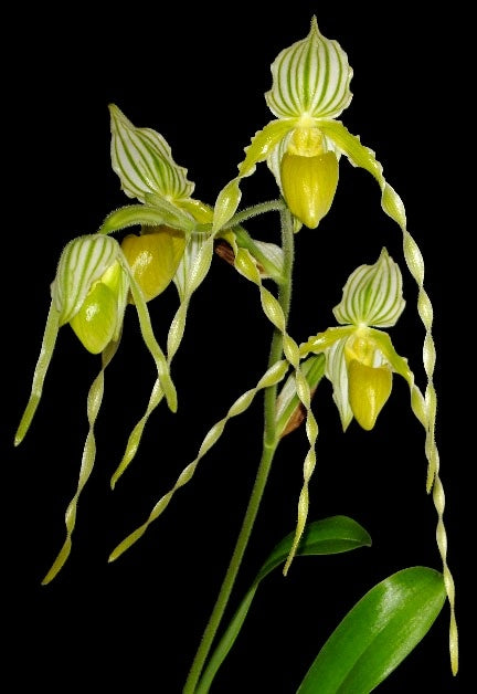 Paphiopedilum St. Swithin (Philippinense Var. Album X Rothchildianum)