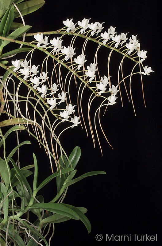Aerangis Cryptodon ( Fragrant Species )