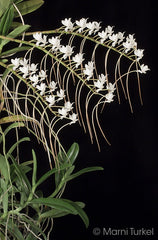 Aerangis Cryptodon ( Fragrant Species )
