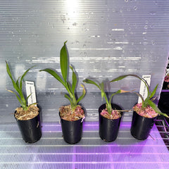 TOP - Cycnoches Coop 'Oreo' X Cycnoches Dragon 'Best' (Swan Orchid)