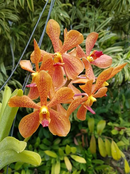 Aranda Thailand 'Sunspots'