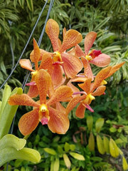 Aranda Thailand 'Sunspots'