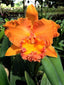Rlc. Suvarnabhumi Delight 'Salmon Queen' (FRAGRANT)