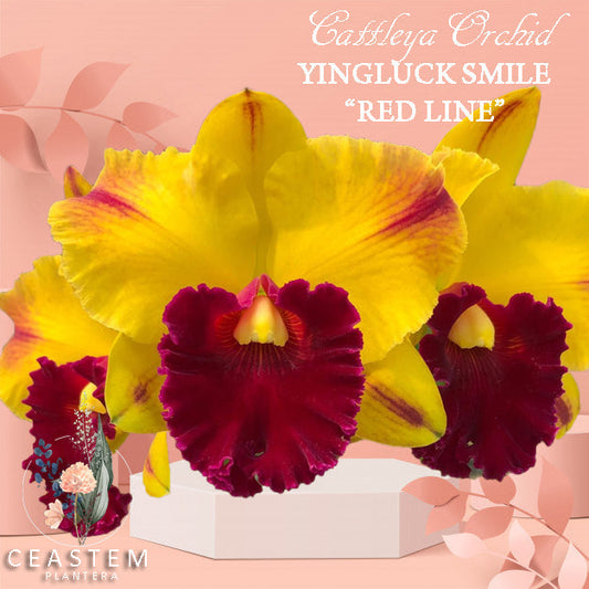 Cattleya Yingluck Redline (Fragrant)