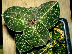 (Herbal Jewel Orchid) - Anoectochilus formosanus hayata