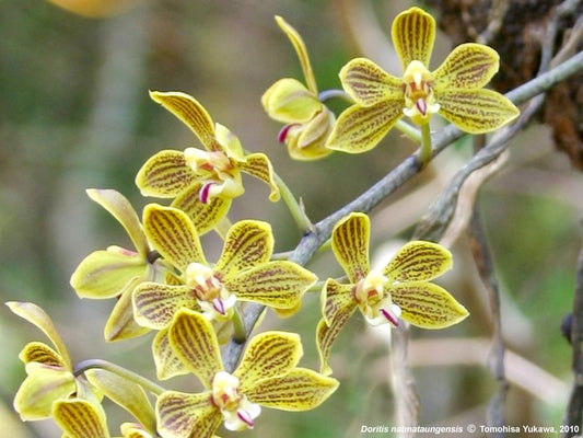 Phalaenopsis natmataungensis x cochlearis (RARE VARIETY)