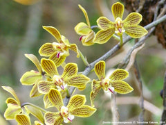 Phalaenopsis natmataungensis x cochlearis (RARE VARIETY)