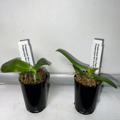 Phalaenopsis Mitup Gigan Dragon 'Miro 1-1' x Phal. Miro Sun Buddha (Novelty)