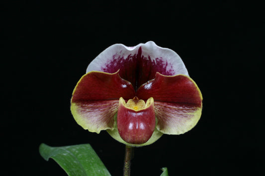 Paph. Carmen Sea 'Fire Ball' SM/JOGA x Paph. Wine World 'Bordeaux'