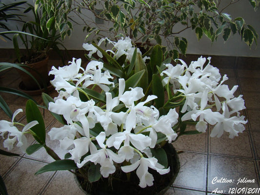 Bifoliate Cattleya Skinneri Semi-Alba (Fragrant)