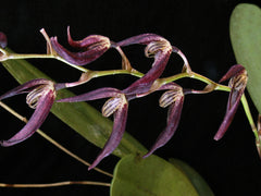 Pleurothallis Tuerckheimii