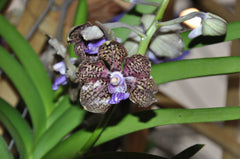 (In Spike Now) Vanda Mimi Palmer x Merrillii