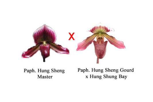 Paphiopedilum Hung Sheng Master x (Hung Sheng Gourd x Hung Sheng Bay)