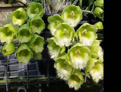 Flask - Clowesia Rebecca Northern 'Mikabi'