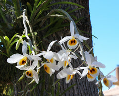 Dendrobium bensoniae (Fragrant Species From INDIA)