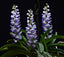 Fragrant Rhynchostylis Coelestis 'Blue'x Self