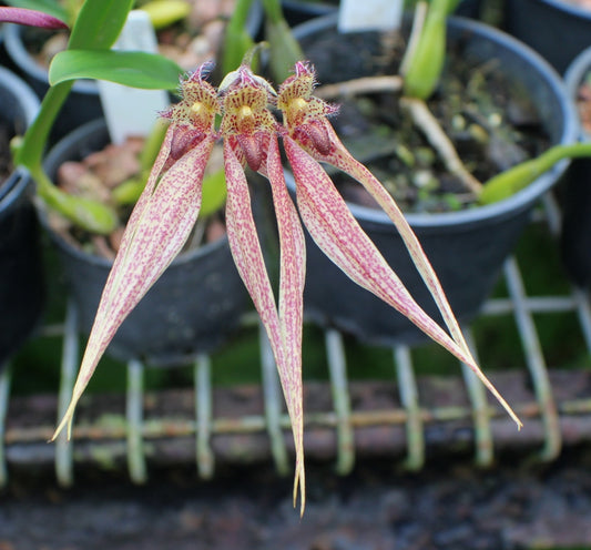 Bulbophyllum Santa Claus x Annandalei