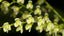 Pleurothallis Gelida