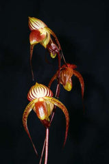 Paph. Hung Sheng Cape Hung Sheng X Wosner Black Wings 'Ferrari'