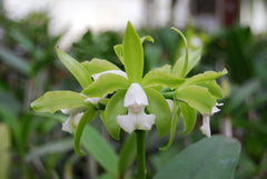 Blc. Hawaiian Passion x Catt. Guttata var. leopoldi x Catt. Tigrina Alba