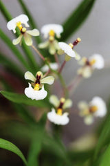 Ornithophora radicans (Species, FS)