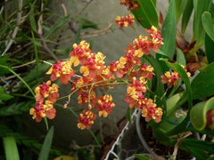 Oncidium Twinkle Orange