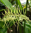 (Flowering Now) Brassia verrucosa