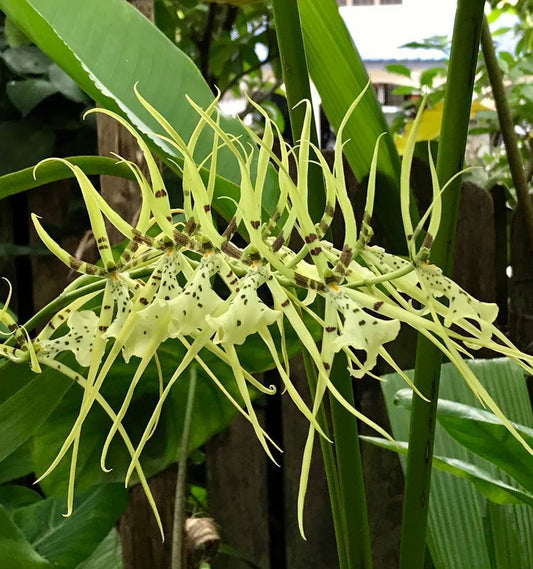 TOP  (Flowering Now) Brassia verrucosa